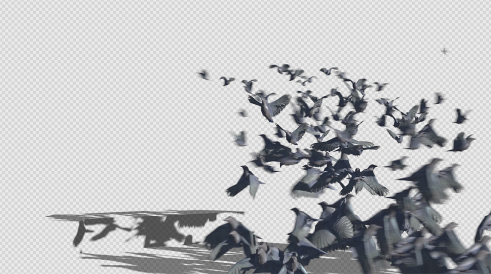 Dissolve Into Crows VFX 40 - Final Rendered Crows